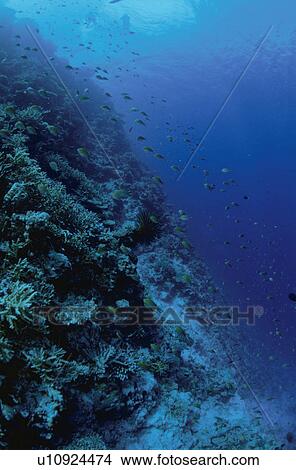 Picture - Tropical Fish. Fotosearch