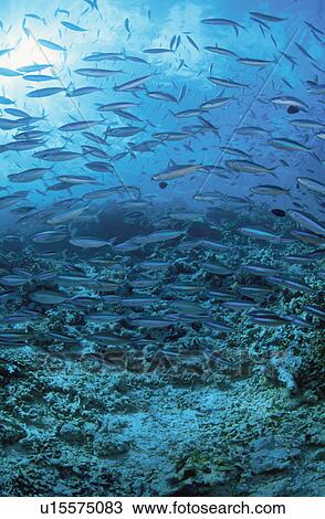 Tropical Fish View Large Photo Image Stock Image - Tropical Fish. Fotosearch