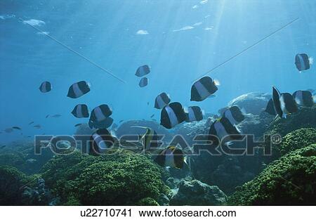 Stock Image - Tropical Fish. Fotosearch