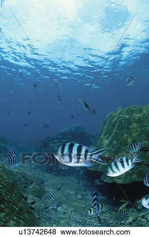 Stock Photo - Tropical Fish. Fotosearch