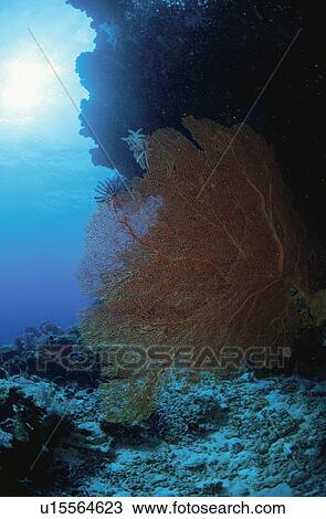 Stock Image - Underwater Creature. Fotosearch