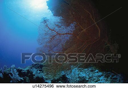 Stock Photograph - Underwater Creature. Fotosearch