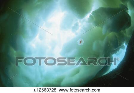Underwater Drift Ice And Underwater Jellyfish View Large Photo Image Stock Photo - Underwater Drift Ice And Underwater Jellyfish. Fotosearch