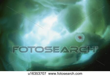 Underwater Drift Ice And Underwater Jellyfish View Large Photo Image Stock Photo - Underwater Drift Ice And Underwater Jellyfish. Fotosearch