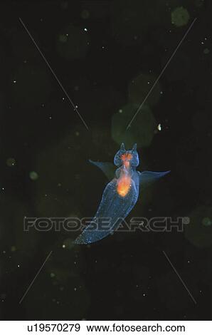 Stock Photo - Underwater. Fotosearch
