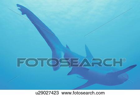 White Shark View Large Photo Image Stock Image - White Shark. Fotosearch