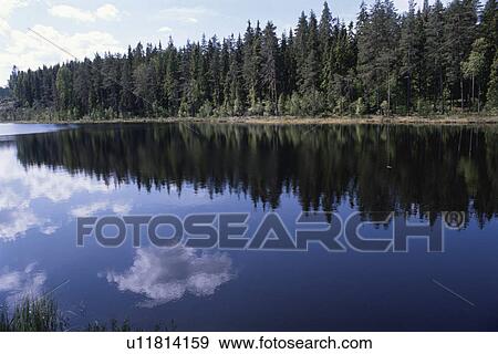 Stock Photo - A Forest And A Lake. Fotosearch