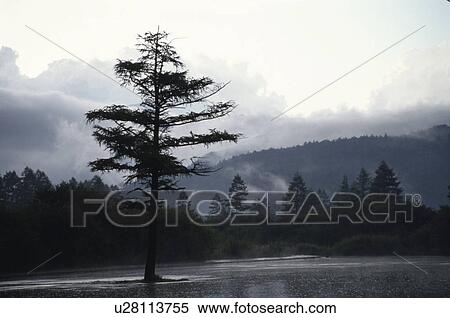 Stock Photography - A Misty Puddle. Fotosearch