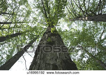 A Tree View Large Photo Image Stock Image - A Tree. Fotosearch