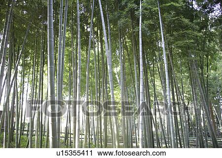 Stock Image - Bamboo Forest. Fotosearch