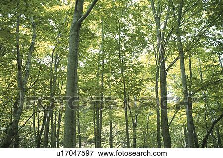 Stock Photo - Birch Wood. Fotosearch
