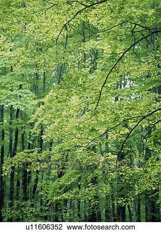 Stock Image - Branches. Fotosearch