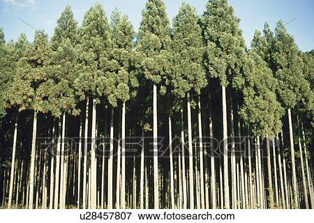 Cedar Forest View Large Photo Image Stock Photo - Cedar Forest. Fotosearch