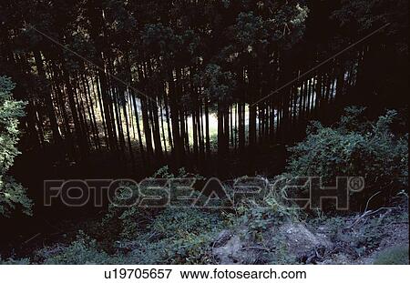Stock Photo - Clearing In Forest. Fotosearch