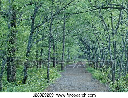 Stock Photo - Country Path. Fotosearch