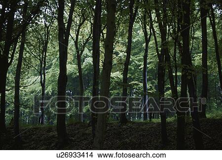 Picture - Dark Forest. Fotosearch