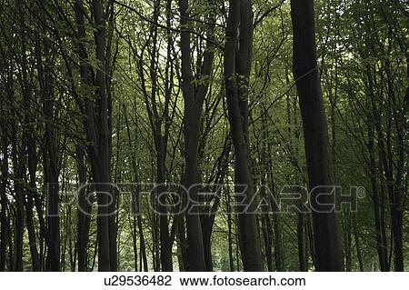 Dark Forest View Large Photo Image Stock Image - Dark Forest. Fotosearch