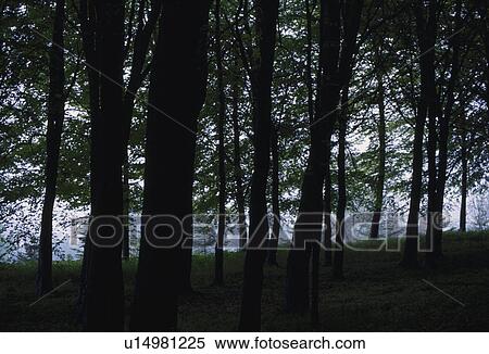 Dark Forest View Large Photo Image Stock Photography - Dark Forest. Fotosearch