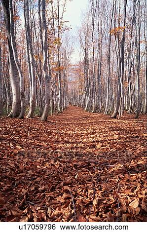 Stock Photograph - Fallen Leaves On Path. Fotosearch