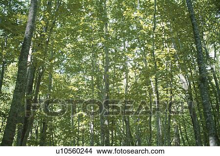Forest In Sunlight View Large Photo Image Picture - Forest In Sunlight. Fotosearch