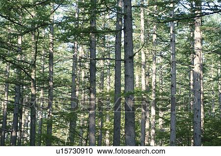 Forest In Sunlight View Large Photo Image Stock Image - Forest In Sunlight. Fotosearch