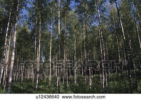 Stock Image - Forest. Fotosearch