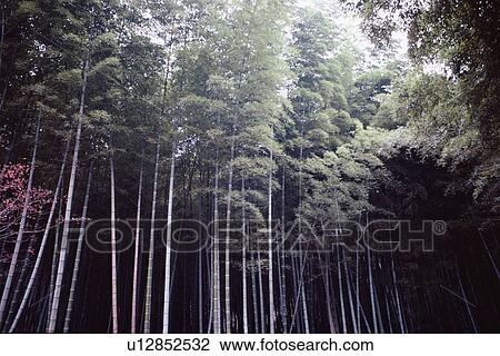 Forest View Large Photo Image Stock Image - Forest. Fotosearch