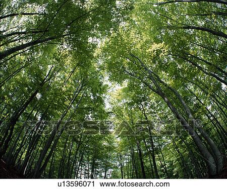 Stock Image - Forest. Fotosearch