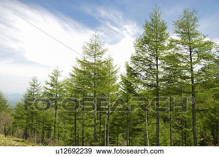 Stock Photo - Fresh Green Of Pine Tree. Fotosearch
