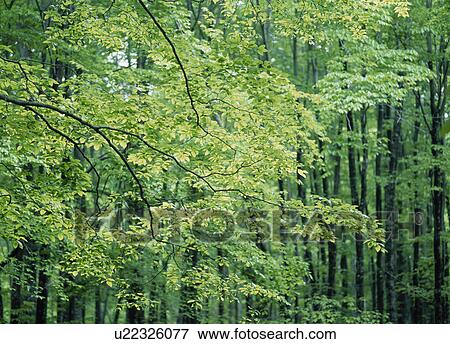 Green Leaves On Branch View Large Photo Image Stock Photo - Green Leaves On Branch. Fotosearch
