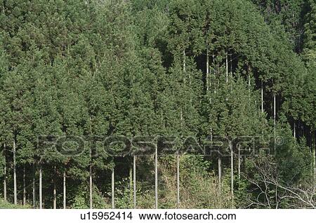 Japanese Cedar Forest View Large Photo Image Picture - Japanese Cedar Forest. Fotosearch
