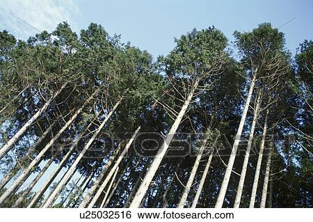 Stock Photograph - Japanese Cedars. Fotosearch