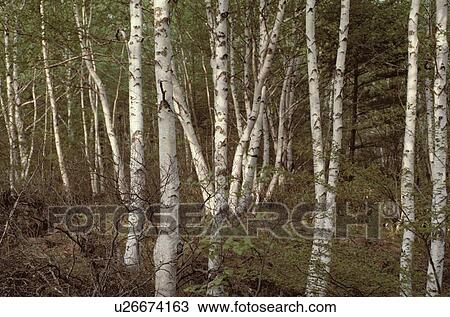 Stock Image - Japanese White Birch Forest. Fotosearch