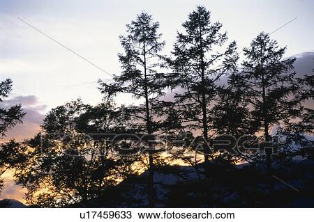 Sunset And A Grove View Large Photo Image Stock Image - Sunset And A Grove. Fotosearch