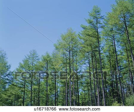Stock Photograph - Tall Trees. Fotosearch