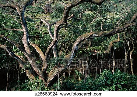 Tree View Large Photo Image Picture - Tree. Fotosearch