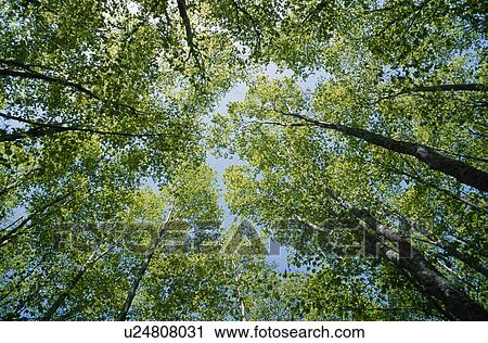Stock Image - Treetops. Fotosearch