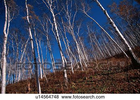 Stock Photo - Trunks Of Birches. Fotosearch