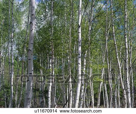 Picture - White Birch Forest. Fotosearch
