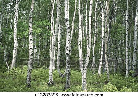 White Birch Trunks View Large Photo Image Stock Photograph - White Birch Trunks. Fotosearch