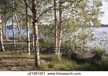 Stock Image - White Birch Wood. Fotosearch