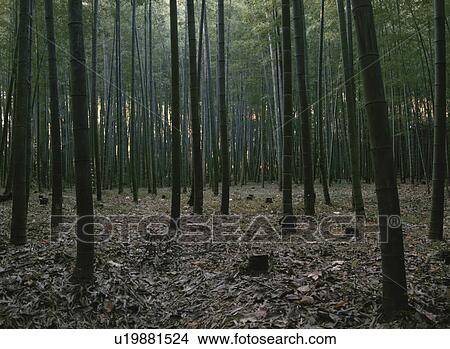 Wood View Large Photo Image Picture - Wood. Fotosearch