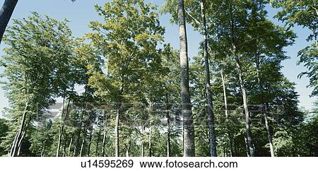 Stock Photo - Wood. Fotosearch