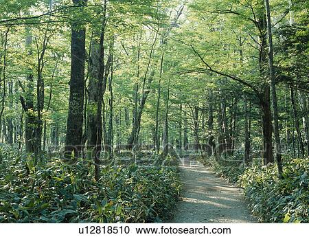 Woodland Path View Large Photo Image Stock Image - Woodland Path. Fotosearch