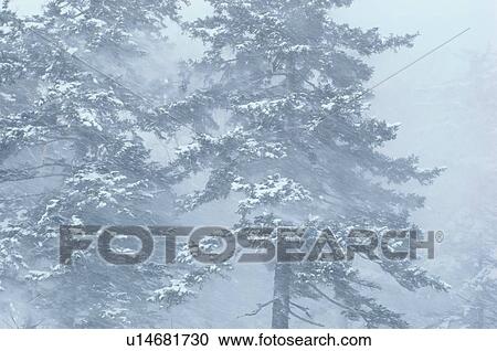 Stock Image - Conifers In Snow Storm. Fotosearch