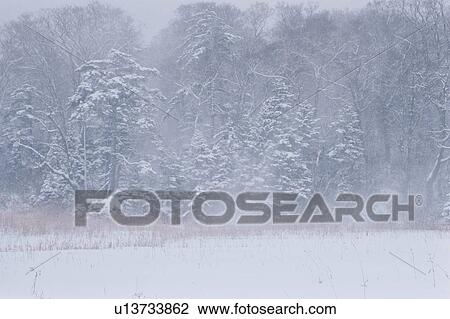 Forest In Snow Storm View Large Photo Image Stock Image - Forest In Snow Storm. Fotosearch