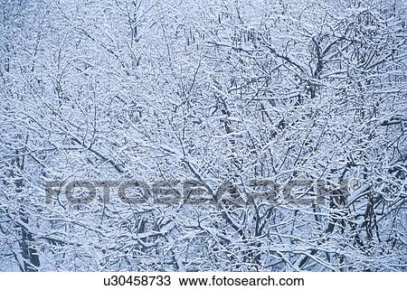 Snow On Trees View Large Photo Image Stock Image - Snow On Trees. Fotosearch