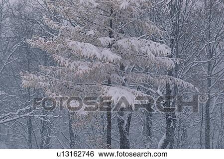 Stock Photograph - Snow On Trees. Fotosearch