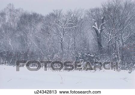 Snowy Forest View Large Photo Image Stock Image - Snowy Forest. Fotosearch