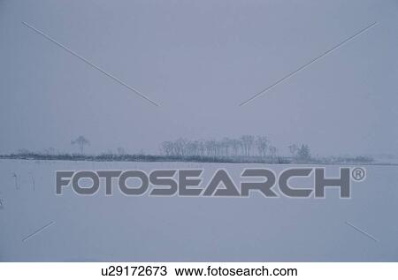 Trees In Snowy Field View Large Photo Image Stock Image - Trees In Snowy Field. Fotosearch